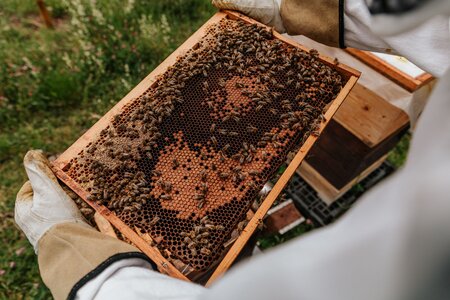 Přednáška - Jak se stát včelařem