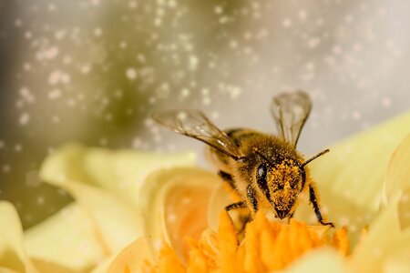 Přednáška - Život včelstva