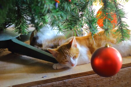 Setkání - Bazar pro kočky