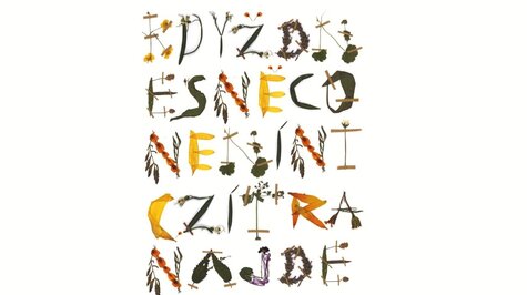 Výtvarná dílna - Rozklad rostlin