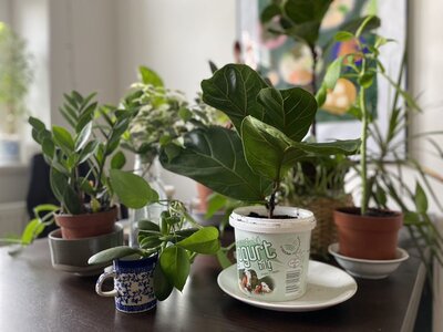 Setkání - Výměna knih a bazar pokojových rostlin