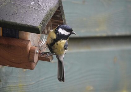 Workshop - Ptačí den