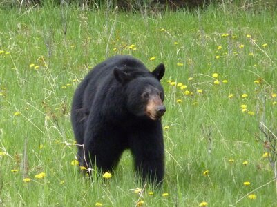 Přednáška - Kanada: za medvědy a úžasnými scenériemi