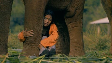 Film - Sloní matka