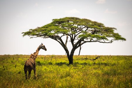 Přednáška - Tanzanie a Zanzibar: safari na pevnině a relax na ostrově