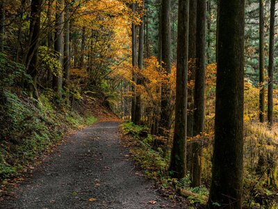 Setkání - Po vlastní cestě (vycházka a skupinový koučink)