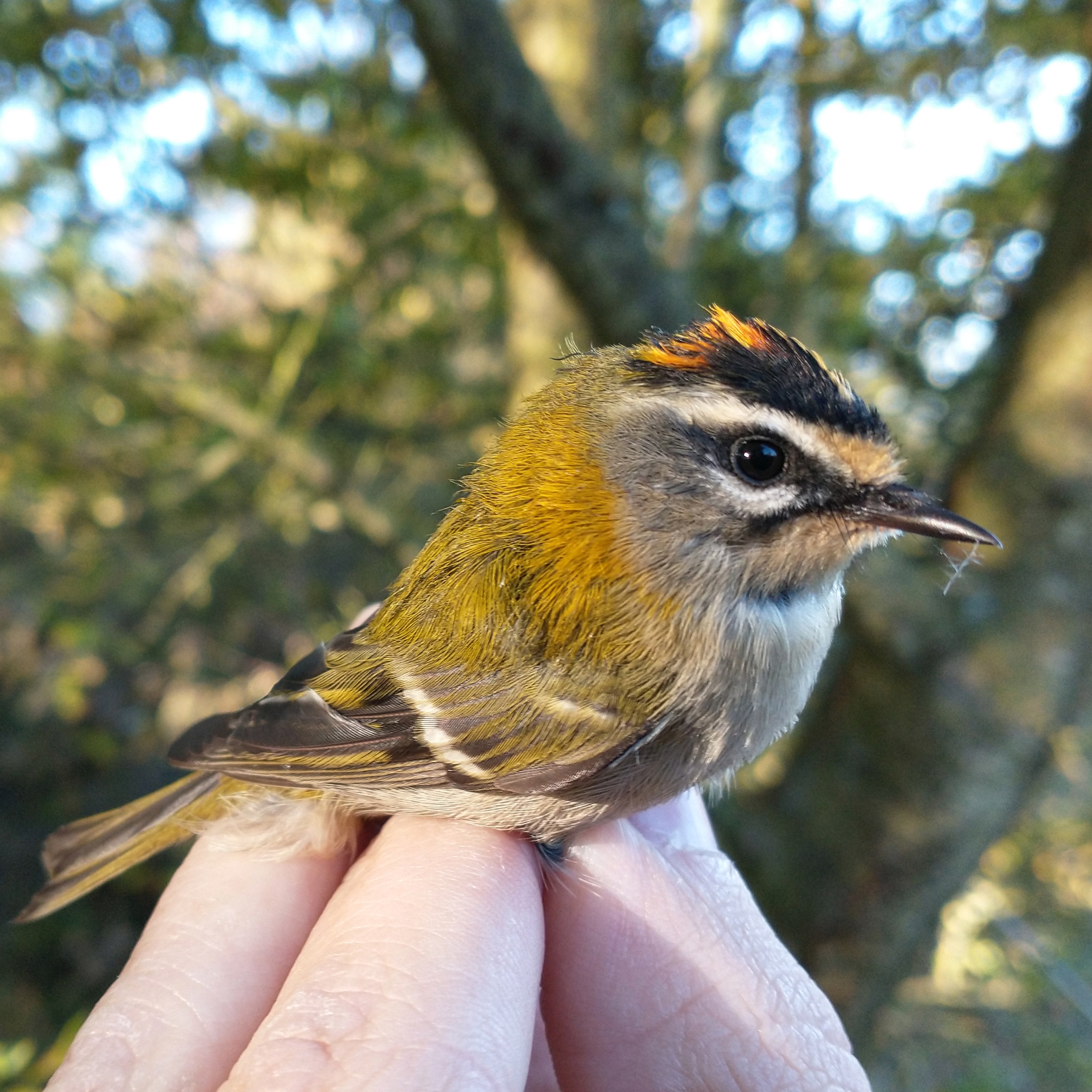 Tajemná obora Hvězda 1: plazi, obojživelníci a ptáci