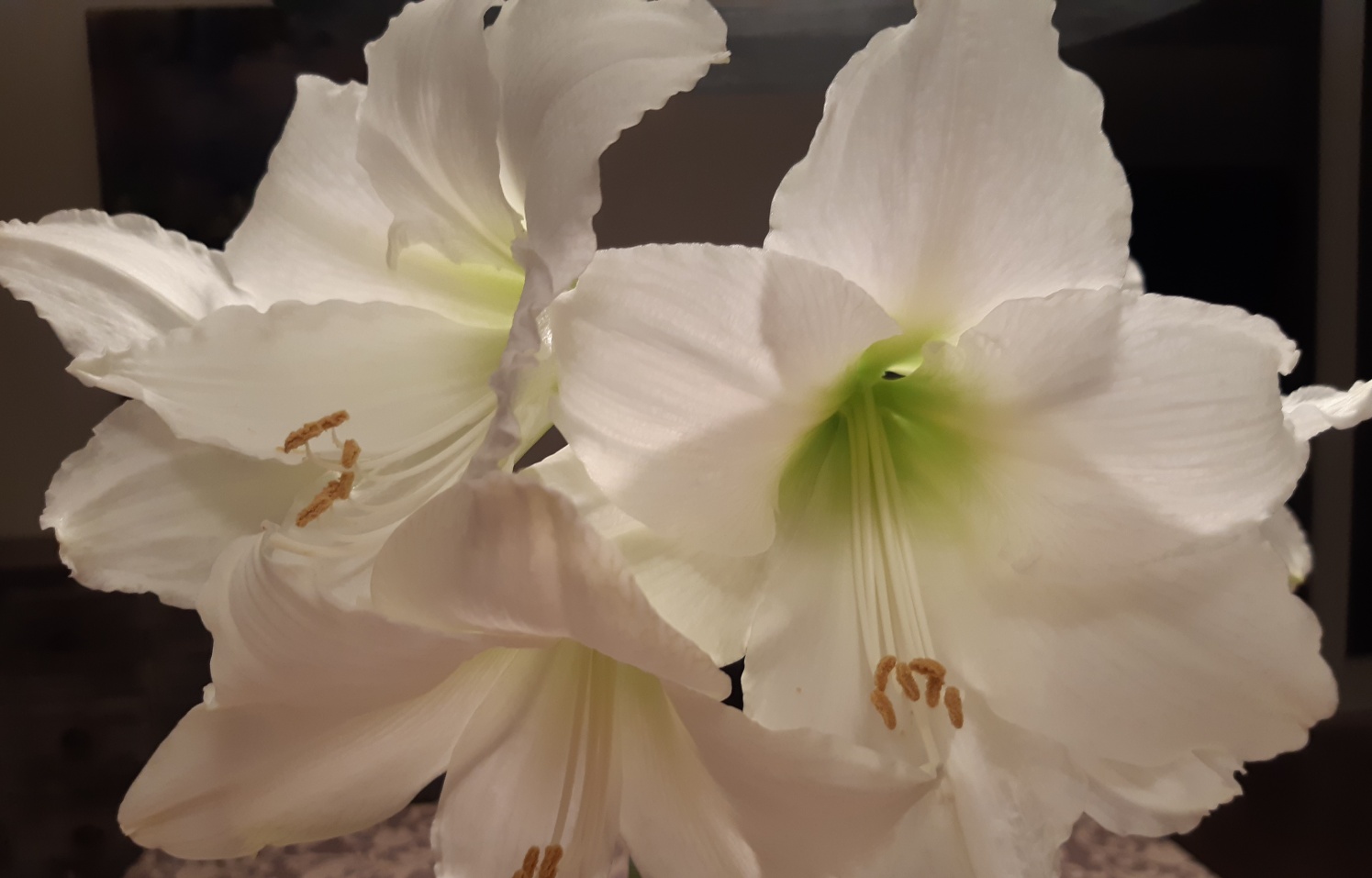 Péče o pokojové rostliny