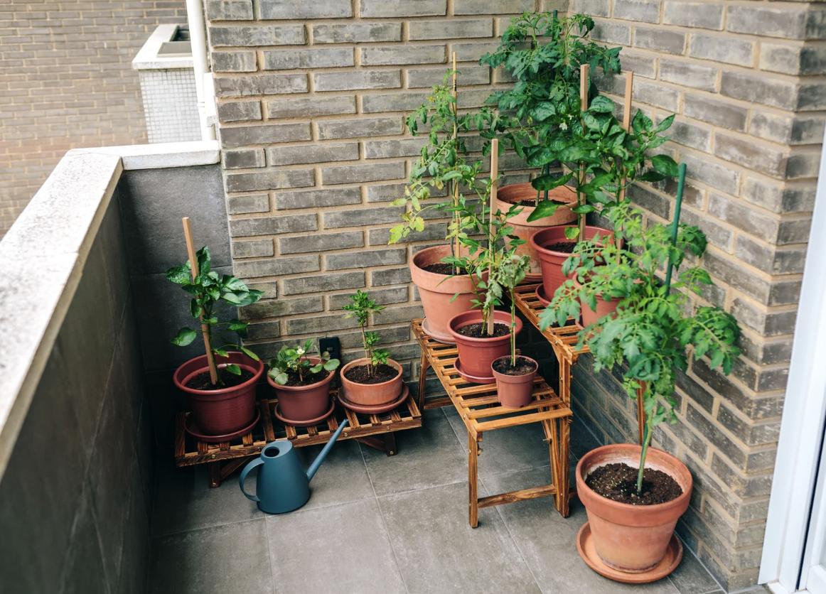 Pěstujeme na balkoně, terase, v truhlíku