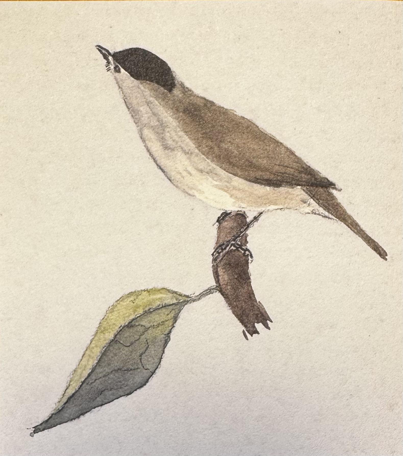 Ornitologická vycházka k narozeninám Veleslava Wahla