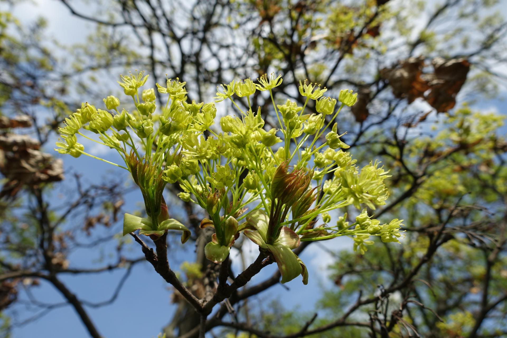 Dendrologická vycházka
