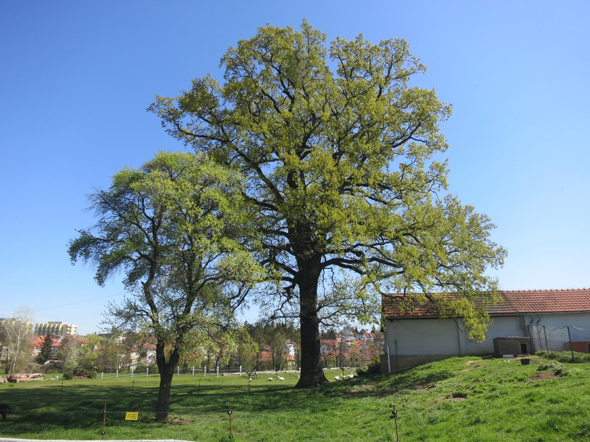Dendrologická vycházka: stromy Hostivaře