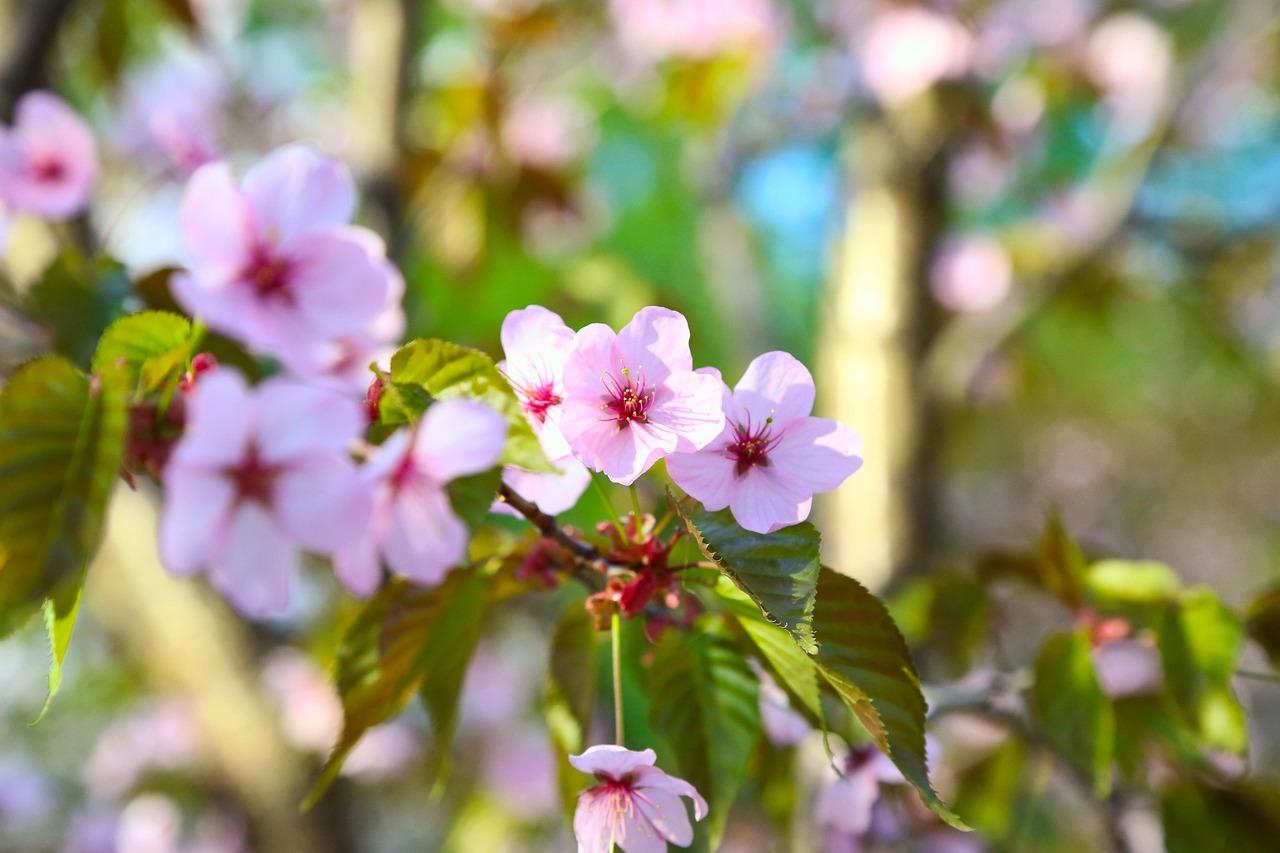 Doteky haiku – ateliér tvůrčího psaní