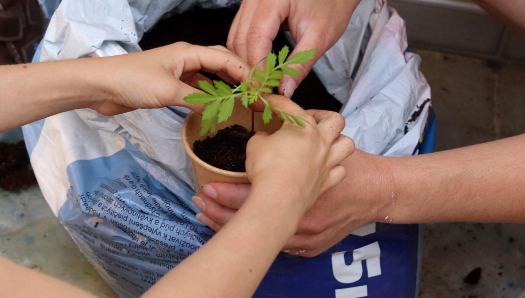 Botanická zahrada aneb malé nápady pro malé zahrádkáře