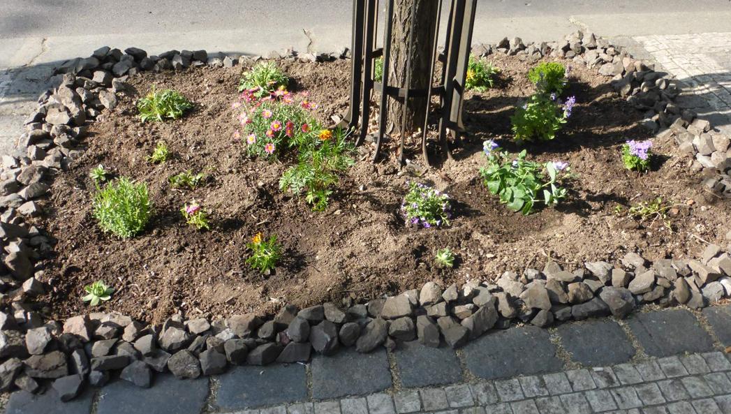 Sázení před Korunní