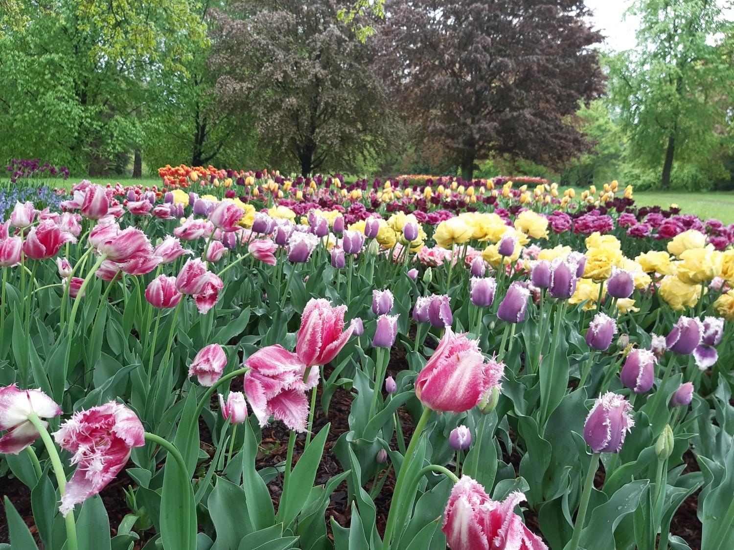 Jak připravit zahradu na jaro