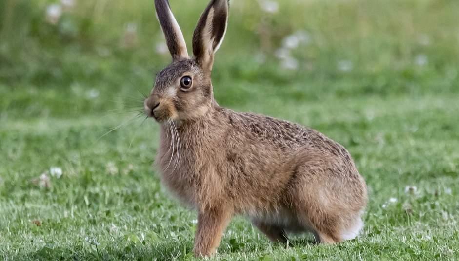 Pohádka o zajících