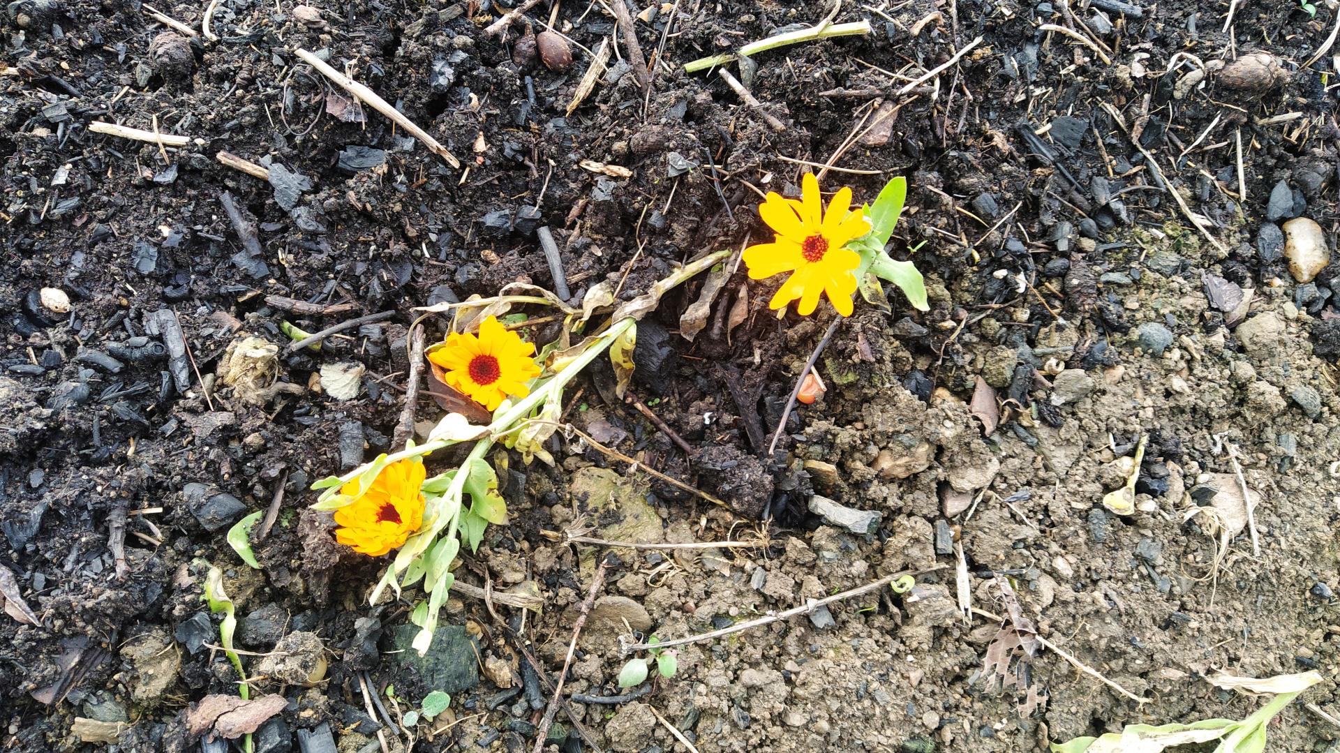 Zahradník v paneláku