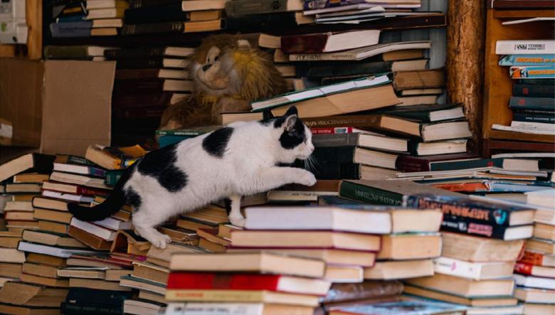 Literární klub pro mladé dospělé – téma draci