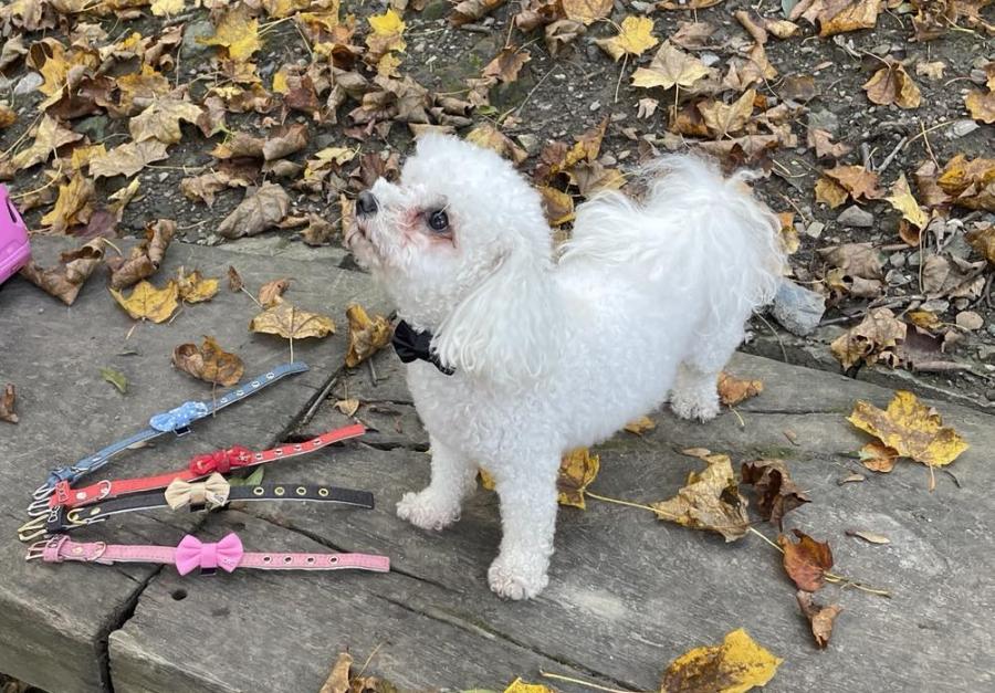 Poklady pro mazlíčky